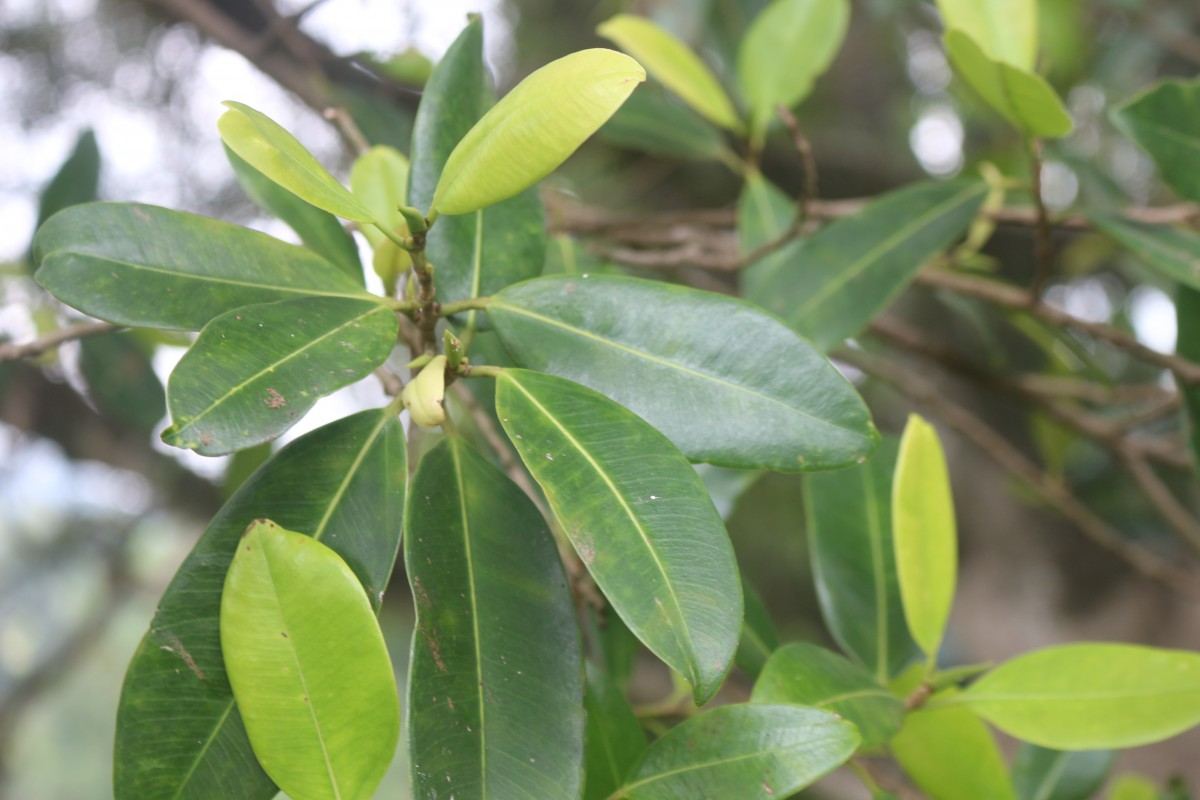 Ficus trimenii King ex Trimen